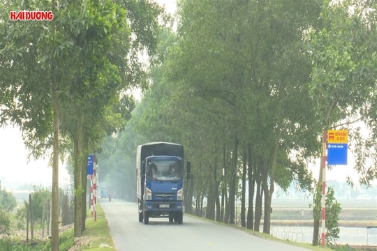 Để những con đường thêm xanh